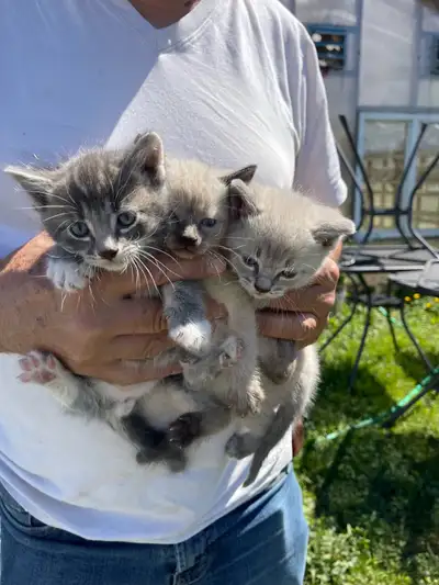 ragdoll cross kittens, View more
