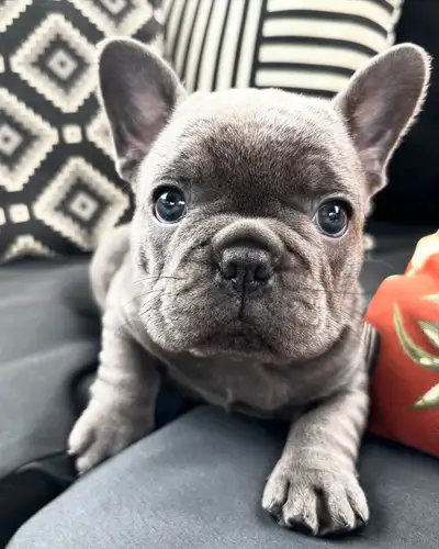 Looking for your best friend/souldog!?? Bringing home a French Bulldog means endless cuddles and lau...