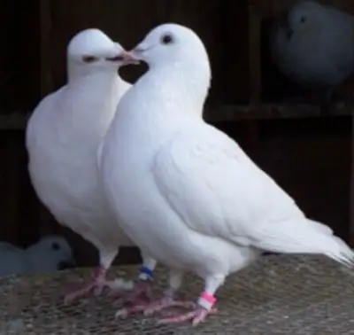 PIGEONS DOVES FLOCK $2250 - Pickering , View more