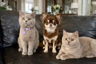 BRITISH SH DECLAWED LILAC BOY, View more