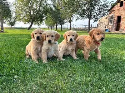 Golden retriever puppies, View more