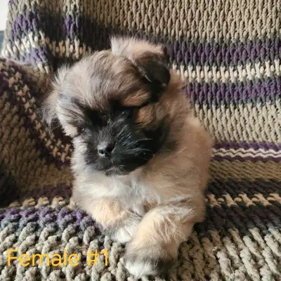 Precious Maltese cross puppies, View more