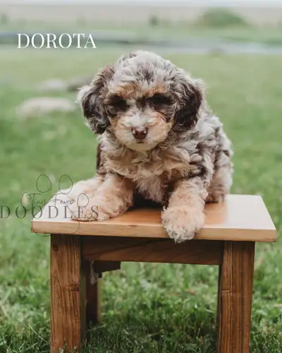 Sheepadoodle Puppies Ready June 15th – Mini Multigenerational, View more