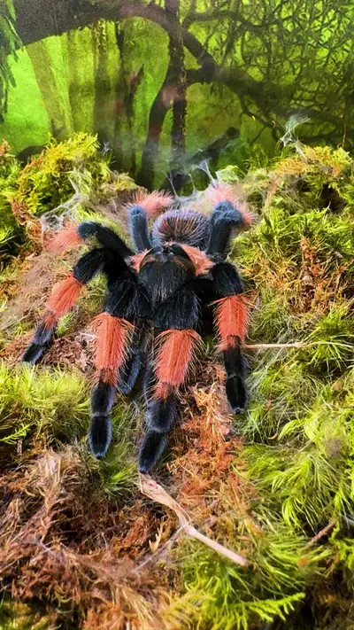 Female juvi Enclosure included Very docile