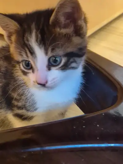 Male Kittens for Sale, View more