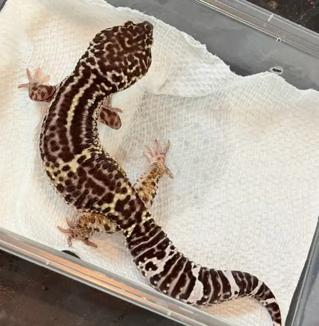 gecko léopard black night Mack Snow mâle in Reptiles & Amphibians for Rehoming in Laurentides - Image 4