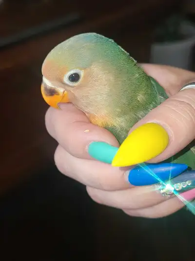 Friendly hand held 10 week old baby Lovebird ready to go to a loving home! If interested or have que...