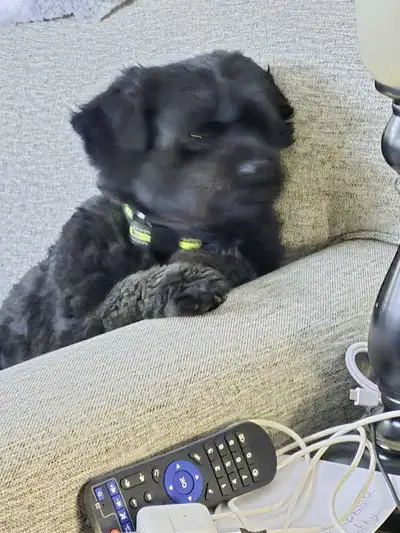 We are seniors,with a small dog Pomeranian and poodle mix. We do not drink,smoke or drugs. We are bo...