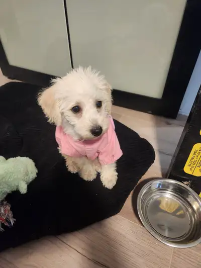 belle petite mini schnoodle, View more