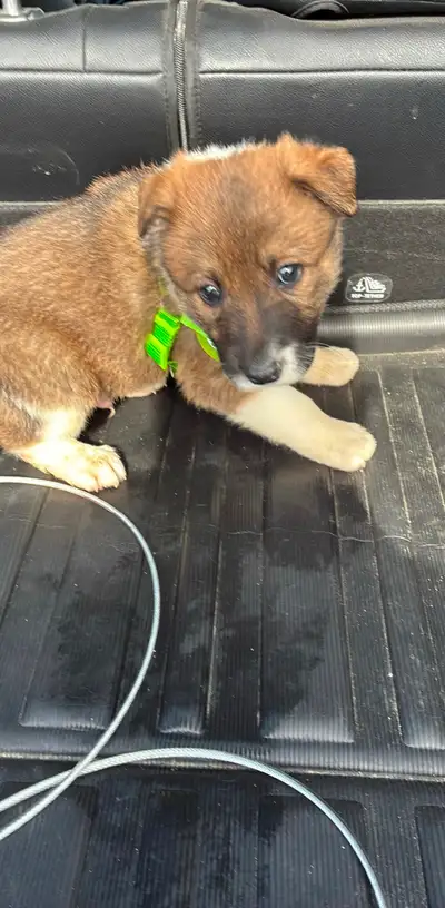 3months old puppy for sale, View more