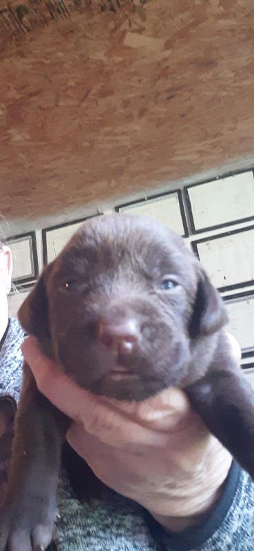CKC REGISTERED CHOCOLATE LAB PUPPIES in Dogs & Puppies for Rehoming in Peterborough - Image 3