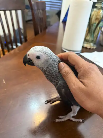african grey baby, View more