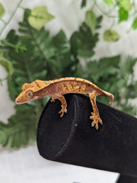 Pon- Crested Gecko