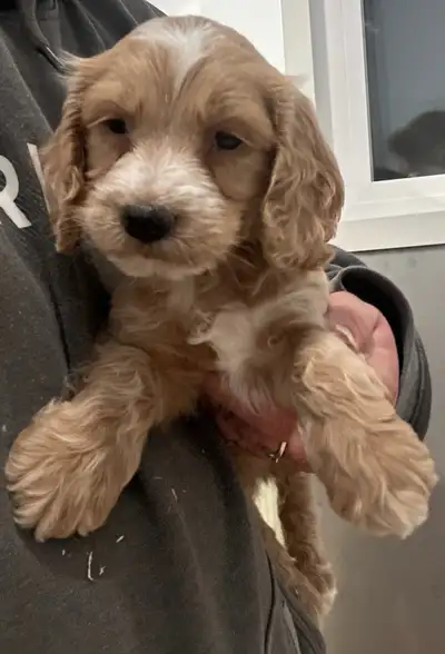Updated March 23/25 These beautiful pups are now ready to we will be getting more pics later today C...