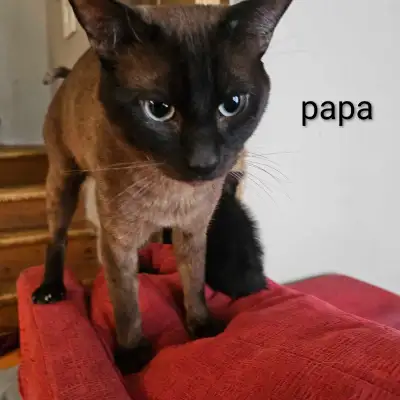 Adorables bébés chats à vendre, View more