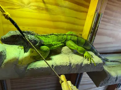 Iguana Forsale, View more