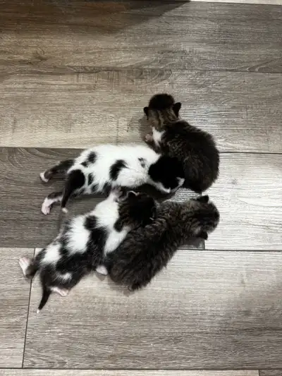 chatons à vendre, View more