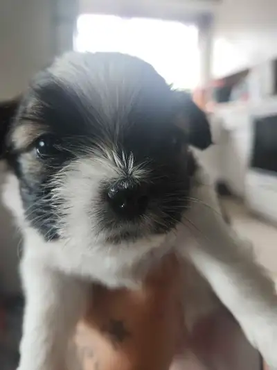 These little guy's are the cutest!!!! They will be ready in 6 more week's. I have 4 male's left. The...