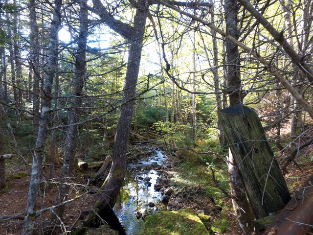 3.5 Acre Quiet Woodlot Property in Cape Breton in Land for Sale in Cape Breton