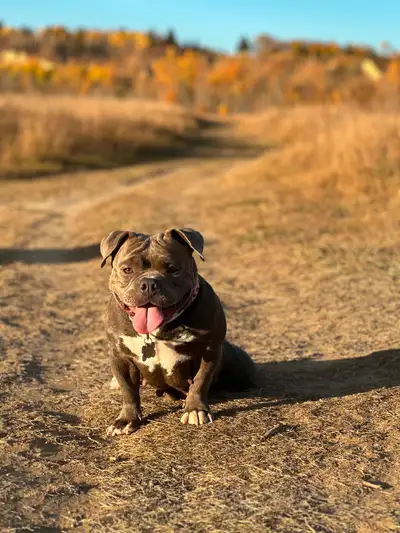 Puppies looking for their forever home, View more