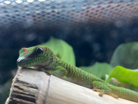 Juvenile Day Gecko