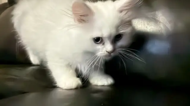 Purebred Siberian Kittens in Cats & Kittens for Rehoming in Oakville / Halton Region - Image 6