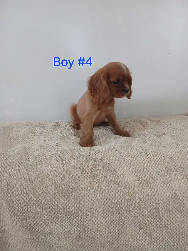 King Charles Cavaliers in Dogs & Puppies for Rehoming in Owen Sound - Image 3