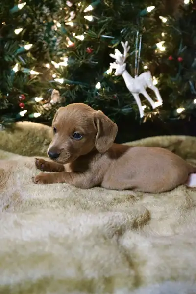 Meet Bronco, our miniature dachshund puppy born on October 13. He will be ready for his new home aft...