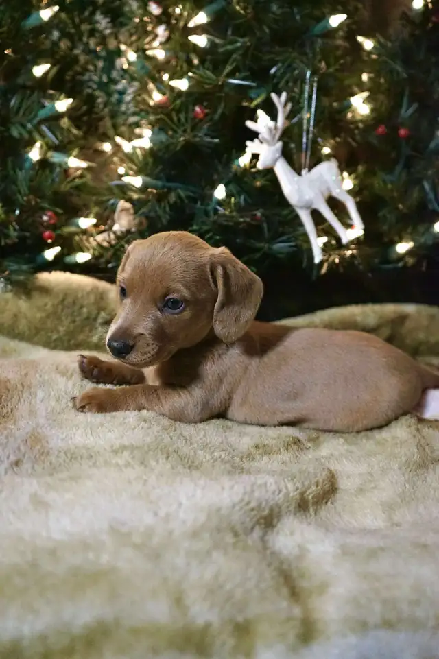 Beautiful Miniature Dachshund Puppy for Sale in Dogs & Puppies for Rehoming in Kitchener / Waterloo - Image 2