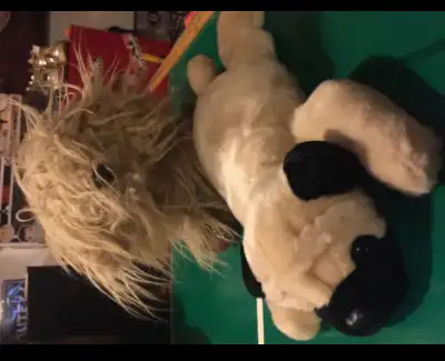 12" tY Pug in great condition. super soft n flat n floppy.. also super funfur terrier 10$ each tY