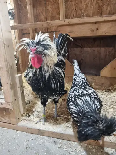 Poules et poussins  de différentes pure races disponible, View more