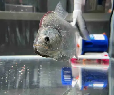 Geryi piranha, View more