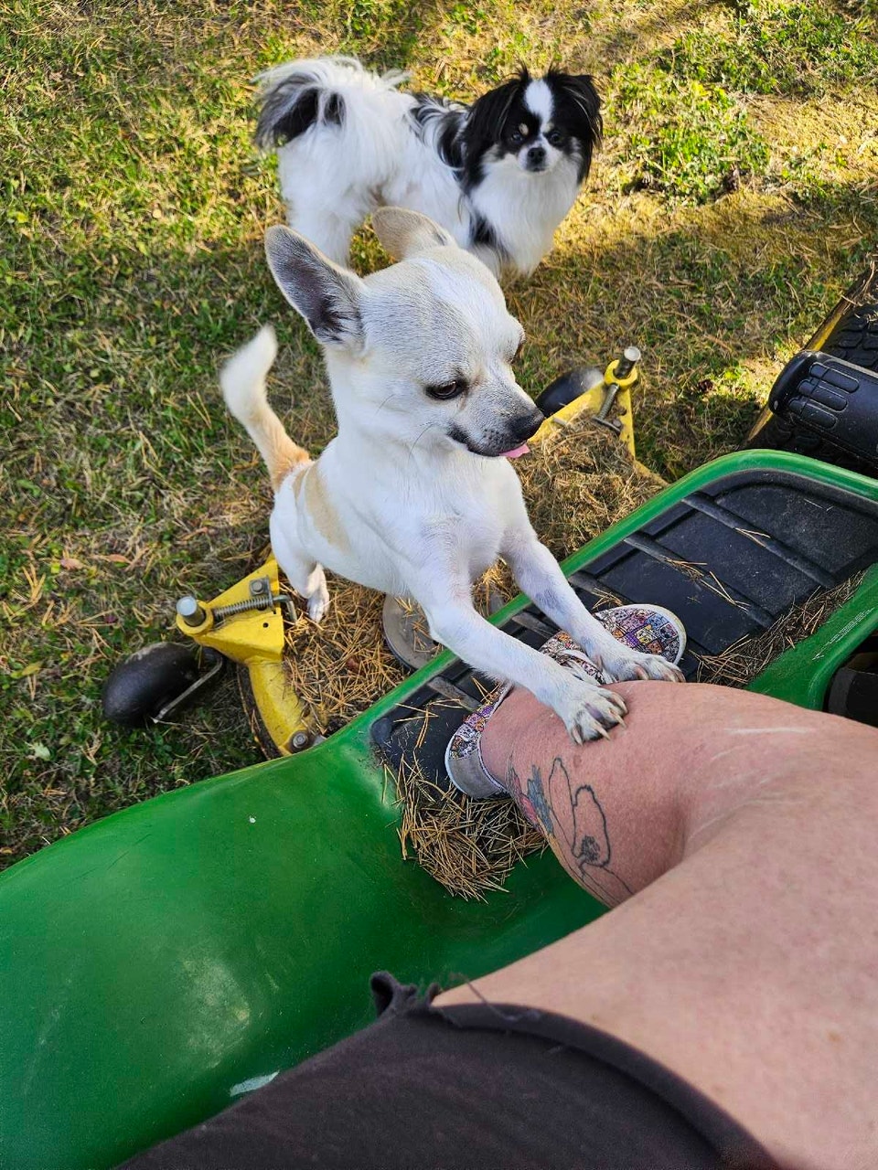 Meet Rascal | Dogs & Puppies for Rehoming | Edmonton | Free local ...
