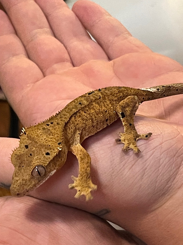 Poss female crested gecko  in Reptiles & Amphibians for Rehoming in Hamilton - Image 2