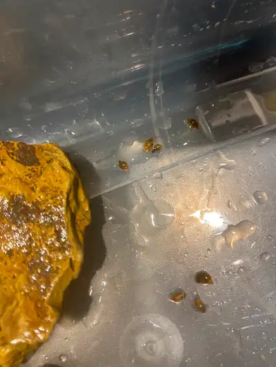 A dozen snails. Free