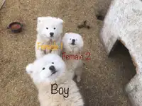 Samoyed Puppies 