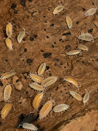 powder white out isopods "Porcellionides pruinosus for sale