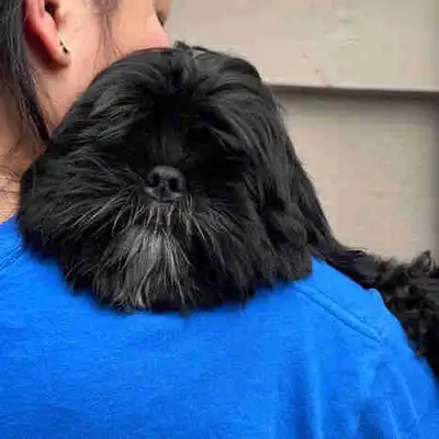 Shih tzu puppy - LAST ONE!, View more