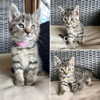 Kittens. , View more