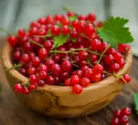 Red currant bushes