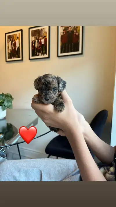 Adorable Purebred Toy Poodles, View more