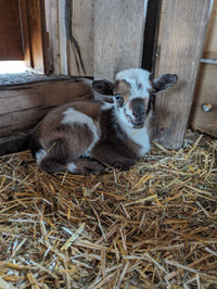 Nigerian dwarf Blue eyed polled doe and baby