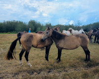 3/4 Andalusian Sooty Buckskin mares.