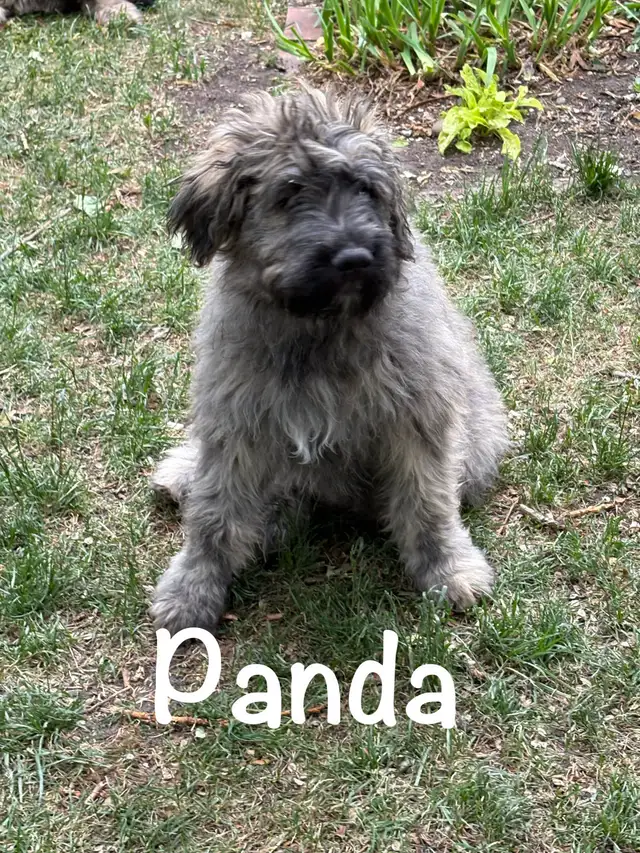 Bouvier- purebred- hypoallergenic-3 months- first shots in Dogs & Puppies for Rehoming in Strathcona County - Image 2
