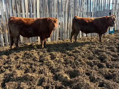 2 year old virgin unregistered Red angus bulls, View more