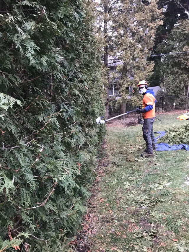 Tree Removal 62863241442433123