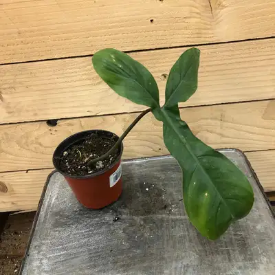 philodendron 69686, View more