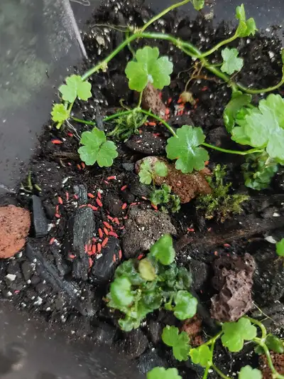 Springtails (multiple species), View more