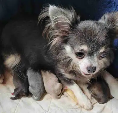 chihuahua poil long, View more