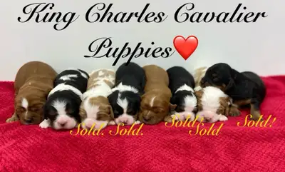 King Charles Cavaliers!♥️, View more